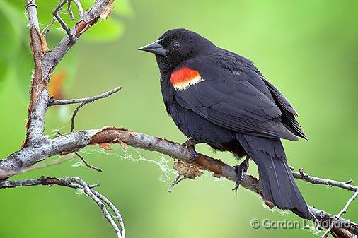 Red-winged Blackbird_53765.jpg - Red-winged Blackbird (Agelaius phoeniceus) photographed at Ottawa, Ontario, Canada.